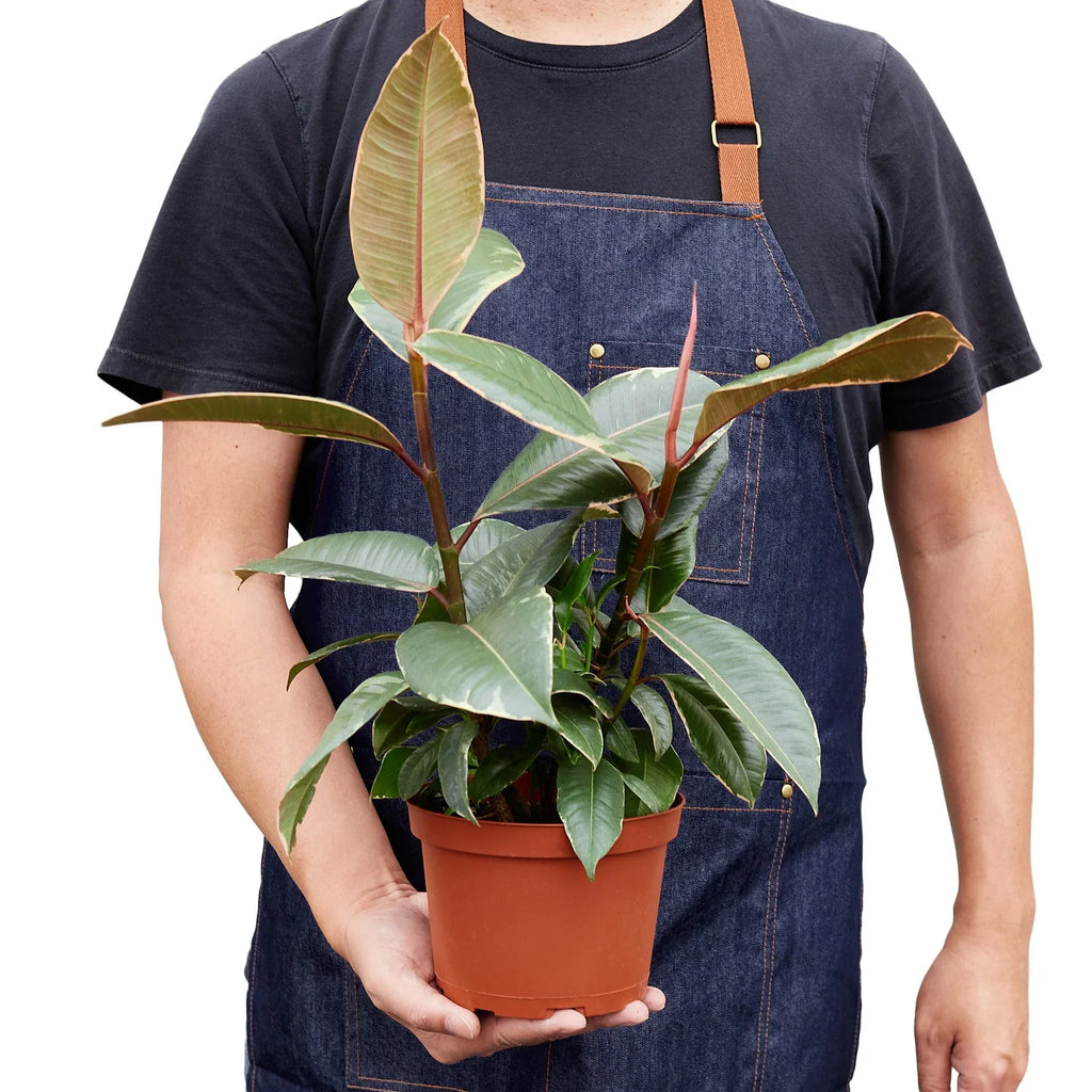 Tineke Rubber Plant — Variegated Ficus live plant