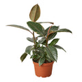 Ficus Elastica 'Tineke' — 4-Inch Pot