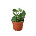 Hoya Carnosa 'Chelsea' — 4-Inch Pot