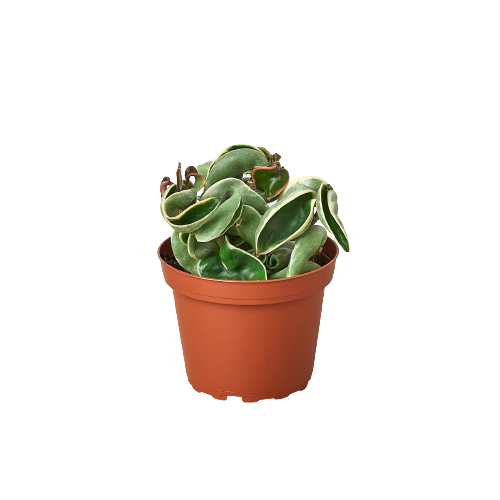Variegated Hindu Rope Hoya — Curled Wax Plant live plant