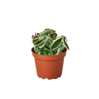 Variegated Hindu Rope Hoya — Curled Wax Plant live plant