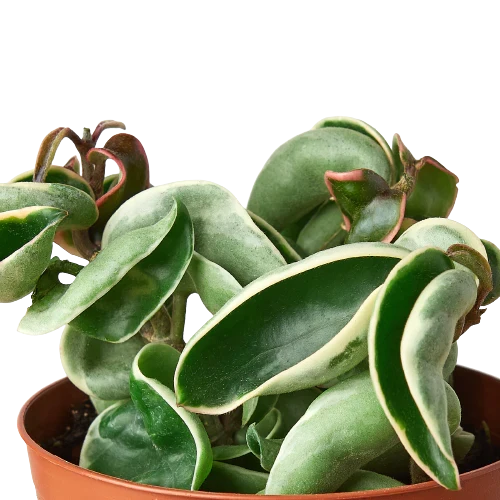 Variegated Hindu Rope Hoya — Curled Wax Plant live plant