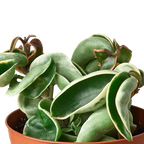 Variegated Hindu Rope Hoya — Curled Wax Plant live plant