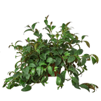 Lipstick Plant