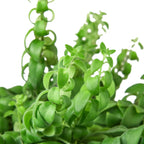 Curly Lipstick Plant — Trailing Flowering Houseplant live plant