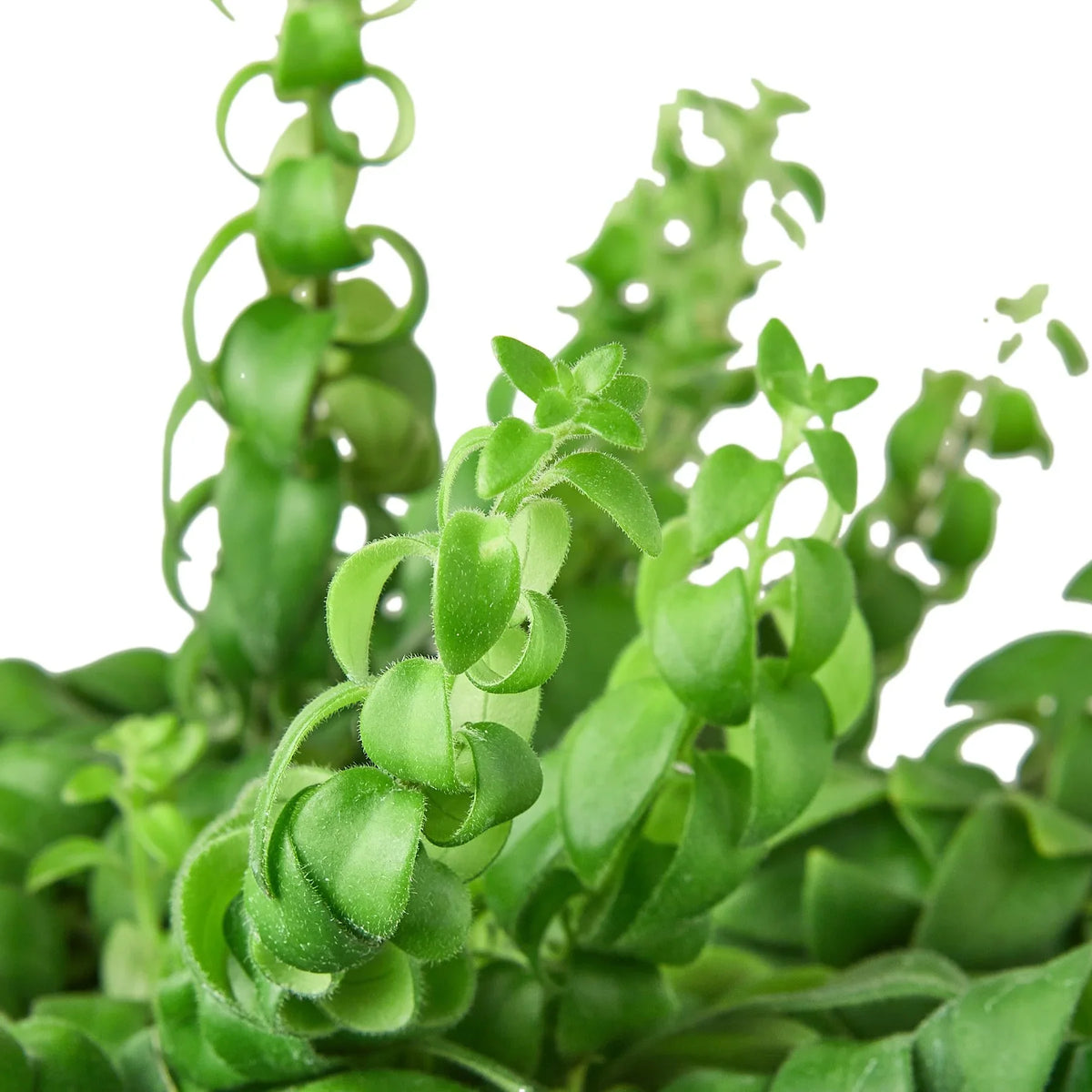 Curly Lipstick Plant — Trailing Flowering Houseplant live plant