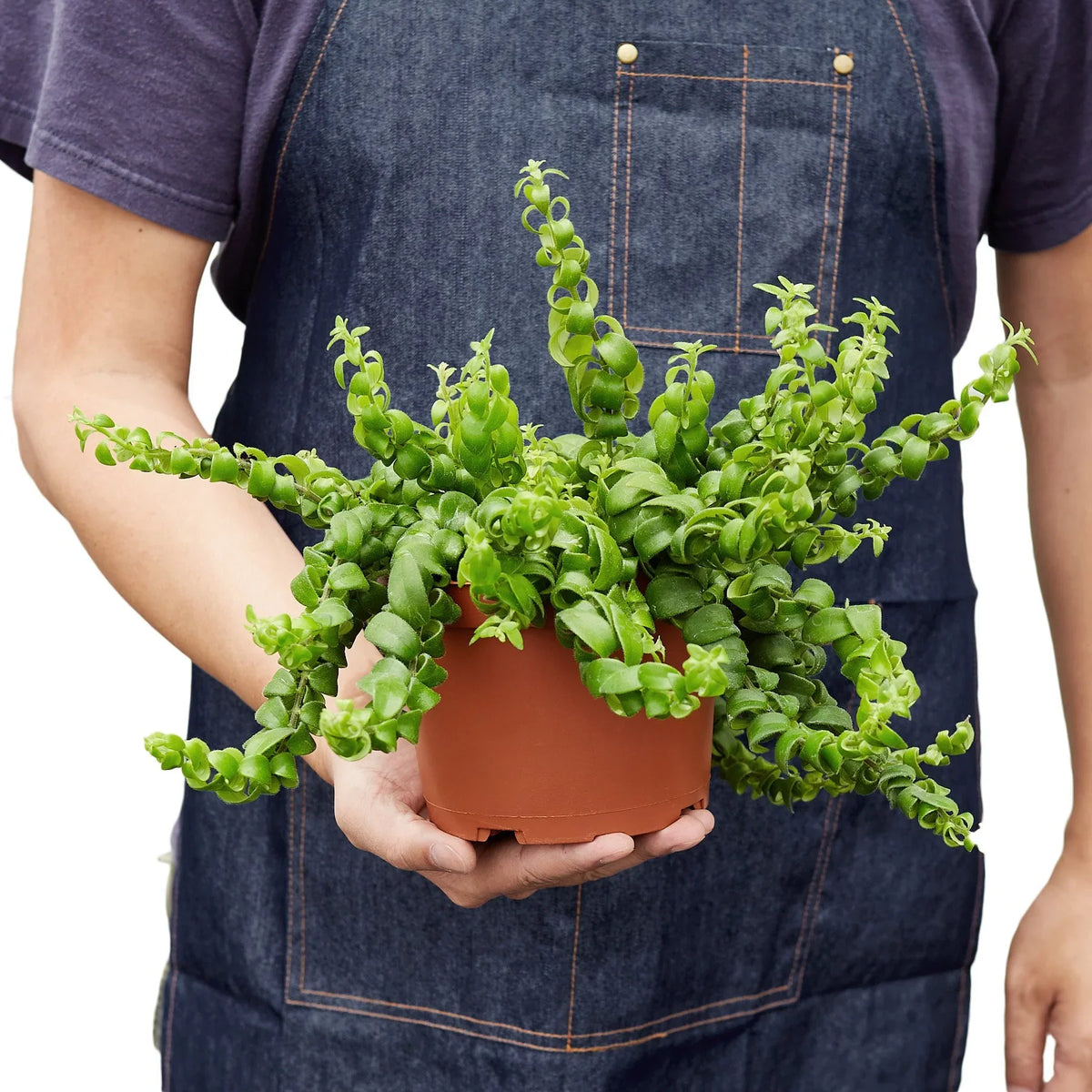 Curly Lipstick Plant — Trailing Flowering Houseplant live plant