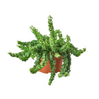 Curly Lipstick Plant — Trailing Flowering Houseplant live plant