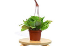 Green Prayer Plant — Maranta Leuconeura live plant