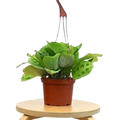 Maranta 'Leuconeura' — 6-Inch Pot