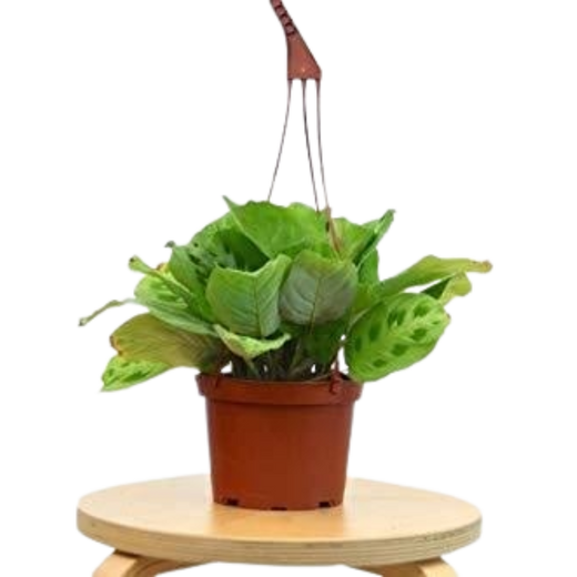 Maranta 'Leuconeura' — 6-Inch Pot