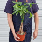 Braided Money Tree — Pachira Aquatica live plant