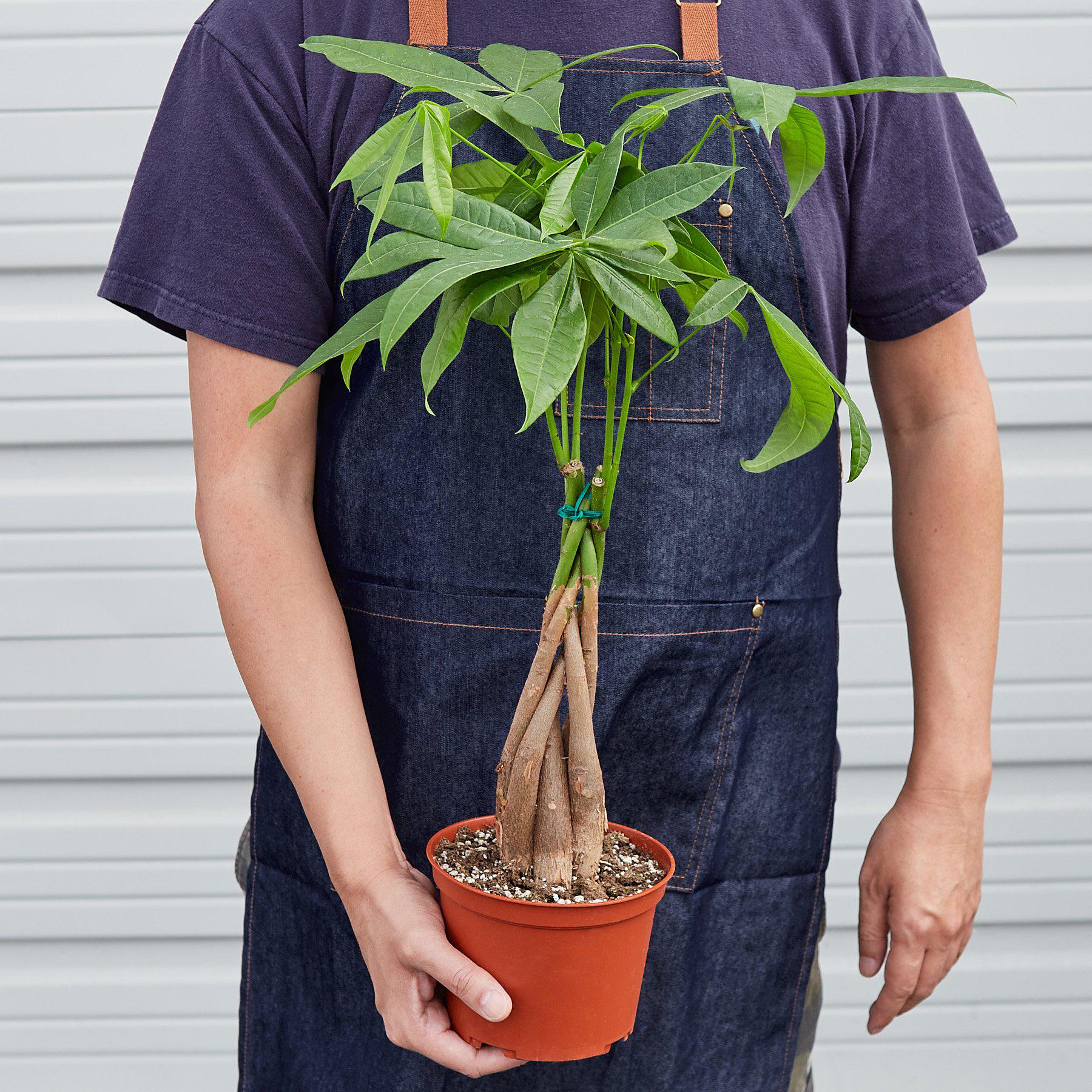 Braided Money Tree — Pachira Aquatica live plant