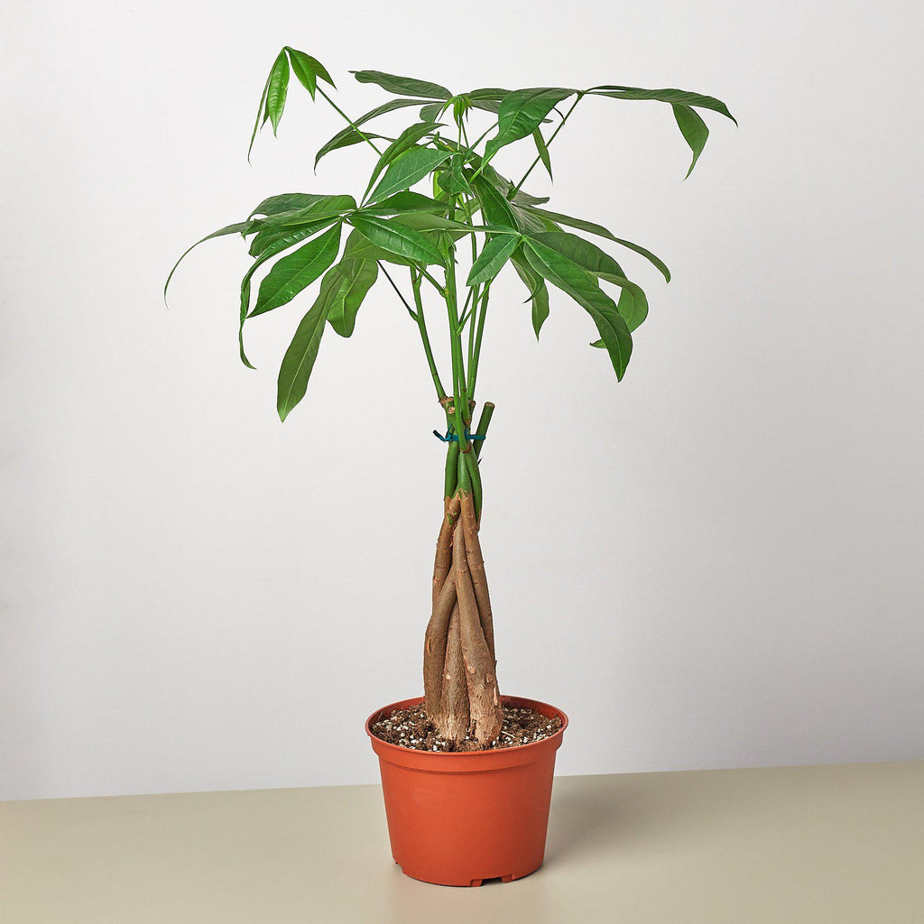 Braided Money Tree — Pachira Aquatica live plant