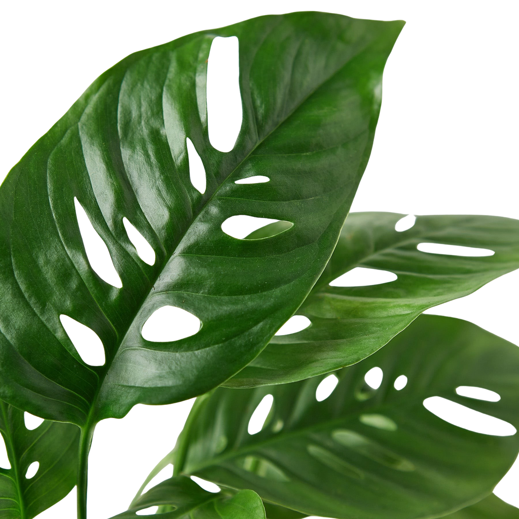 Monstera Adansonii — Swiss Cheese Vine live plant