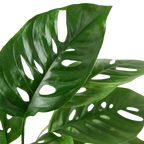 Monstera Adansonii — Swiss Cheese Vine live plant