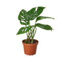 Monstera Adansonii 'Swiss Cheese' — 6-Inch Pot
