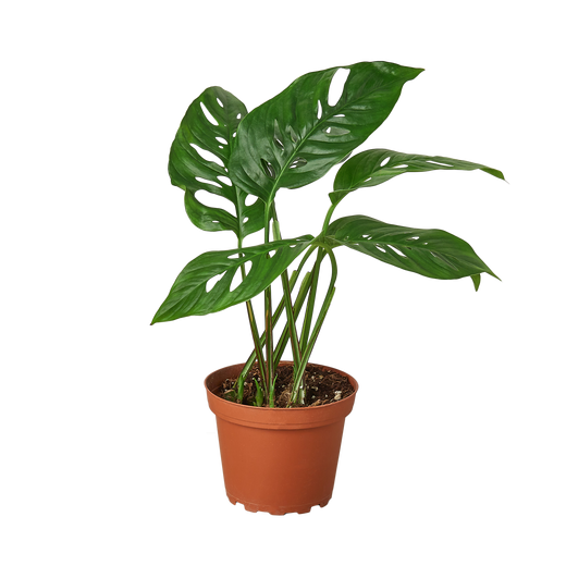 Monstera Adansonii 'Swiss Cheese' — 6-Inch Pot