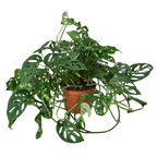 Monstera Adansonii — Swiss Cheese Vine live plant