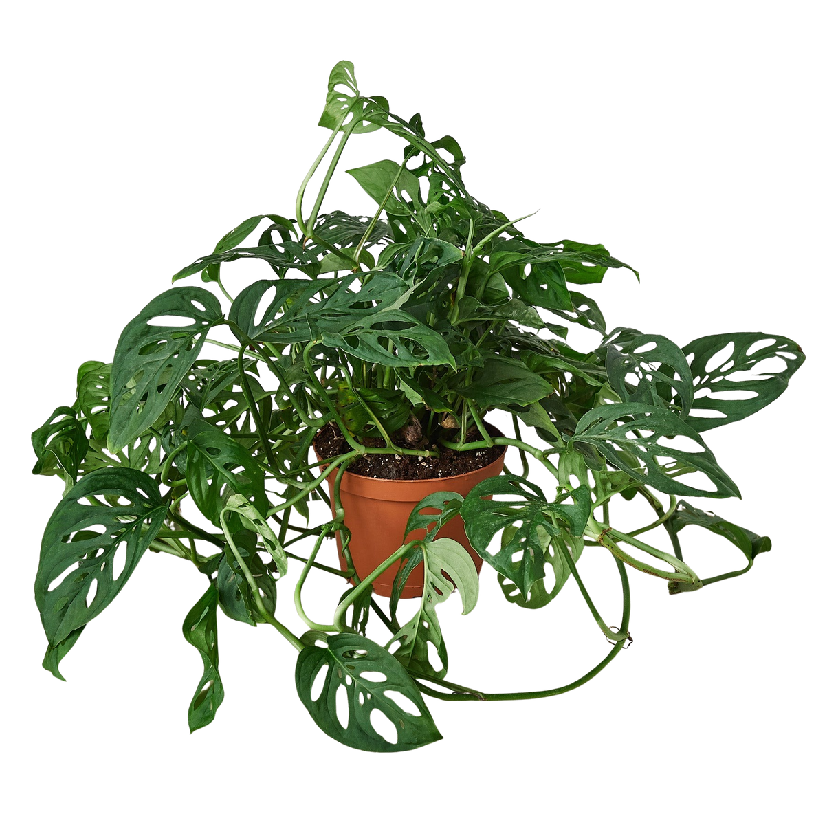 Monstera Adansonii — Swiss Cheese Vine live plant