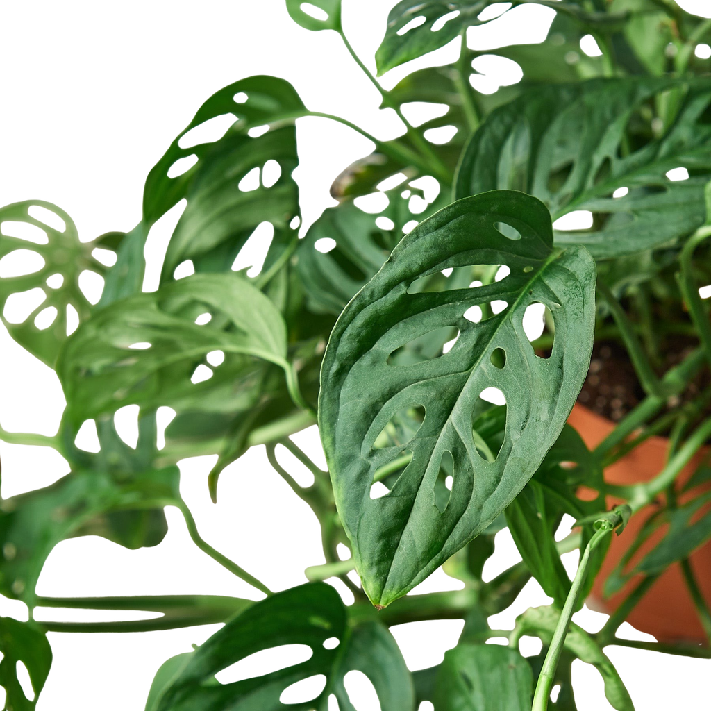 Monstera Adansonii — Swiss Cheese Vine live plant