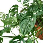 Monstera Adansonii — Swiss Cheese Vine live plant