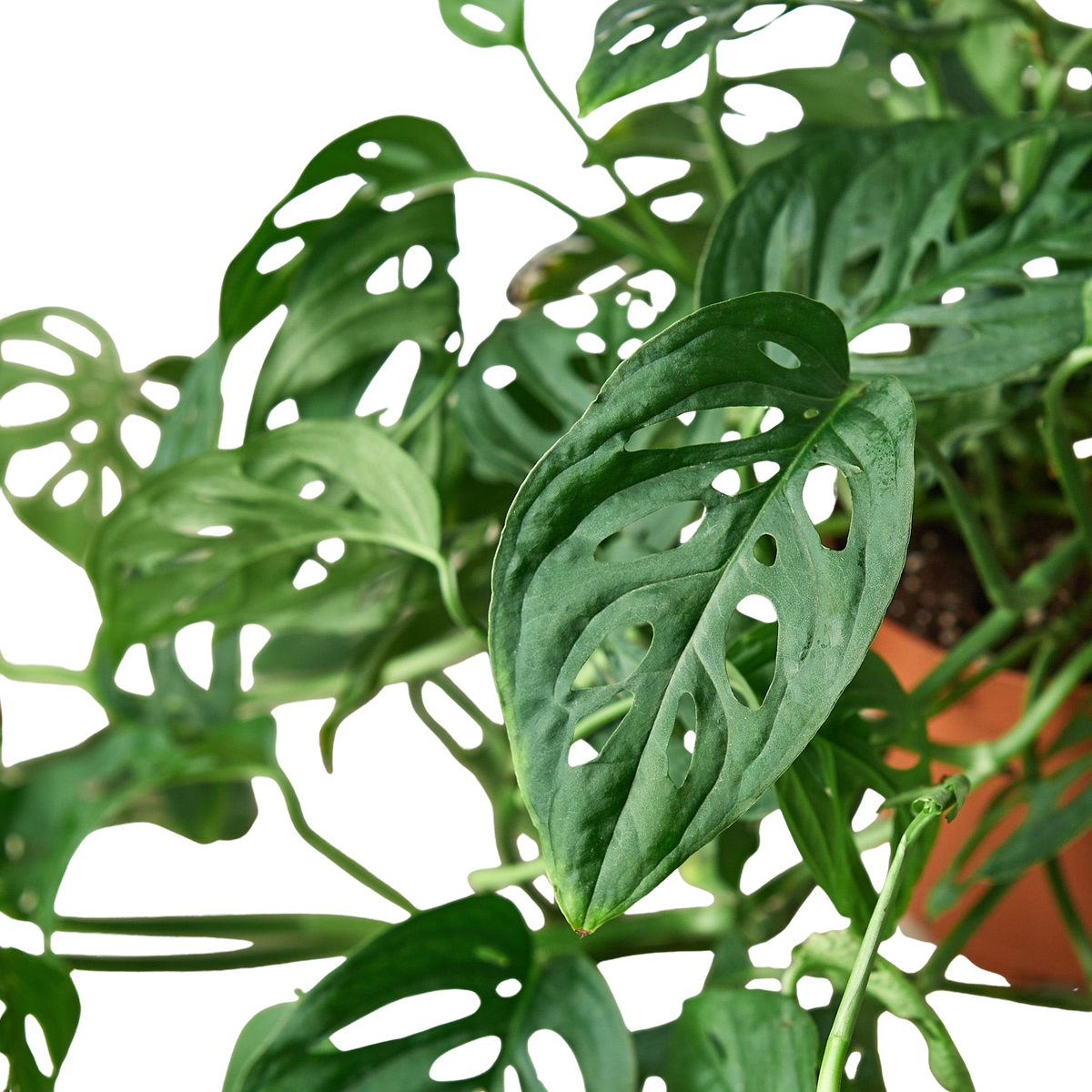 Monstera Adansonii — Swiss Cheese Vine live plant