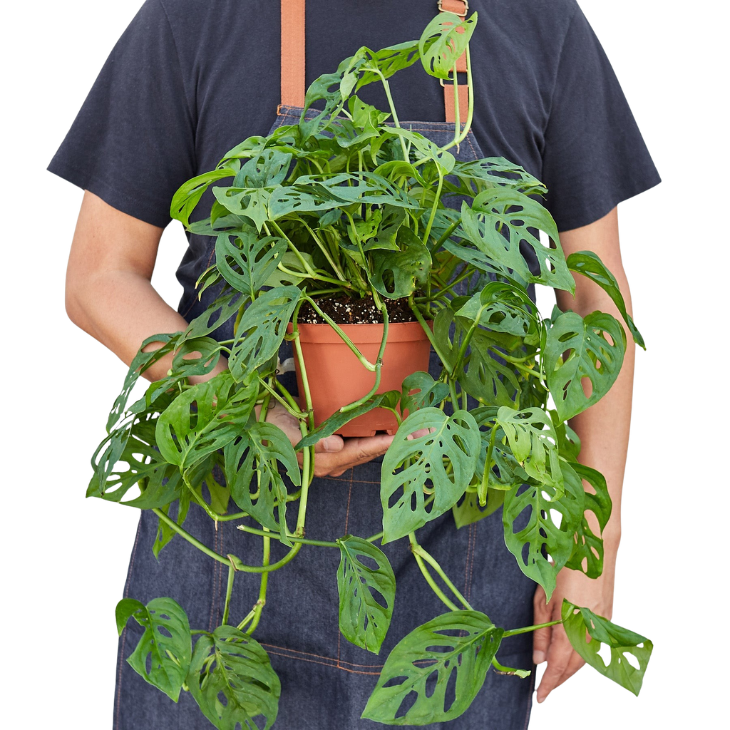 Monstera Adansonii — Swiss Cheese Vine live plant