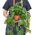 Monstera Adansonii — Swiss Cheese Vine live plant