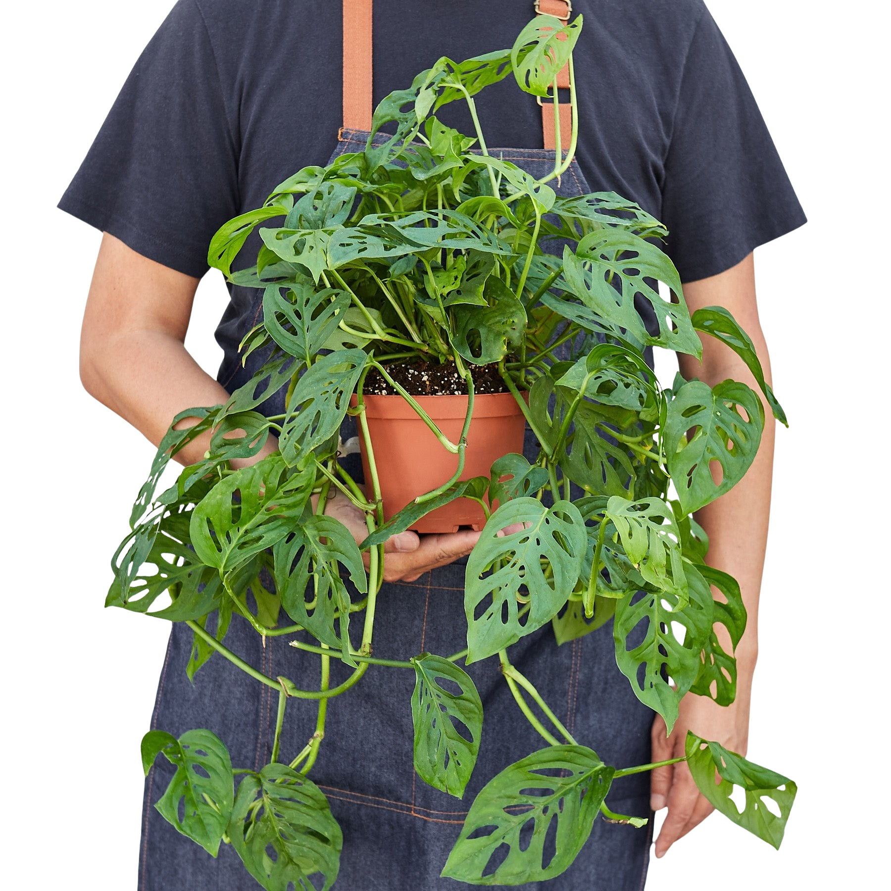 Monstera Adansonii — Swiss Cheese Vine live plant