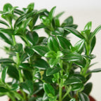 Nemetanthus Candy Corn Plant 'Brazilian Firecracker'