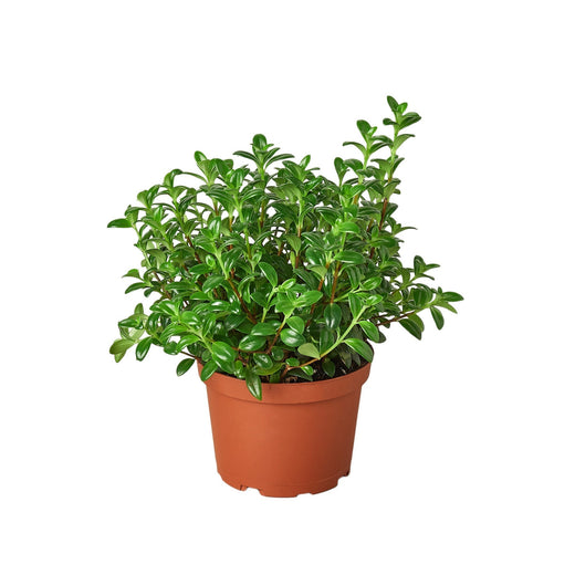 Nemetanthus Candy Corn Plant 'Brazilian Firecracker' — 6-Inch Pot
