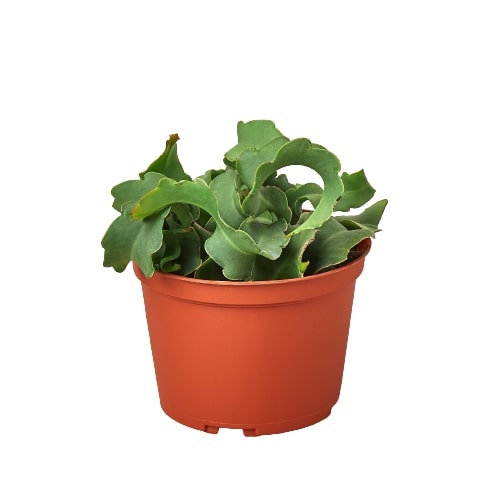 Orchid Cactus 'Curly Sue' — 6-Inch Pot