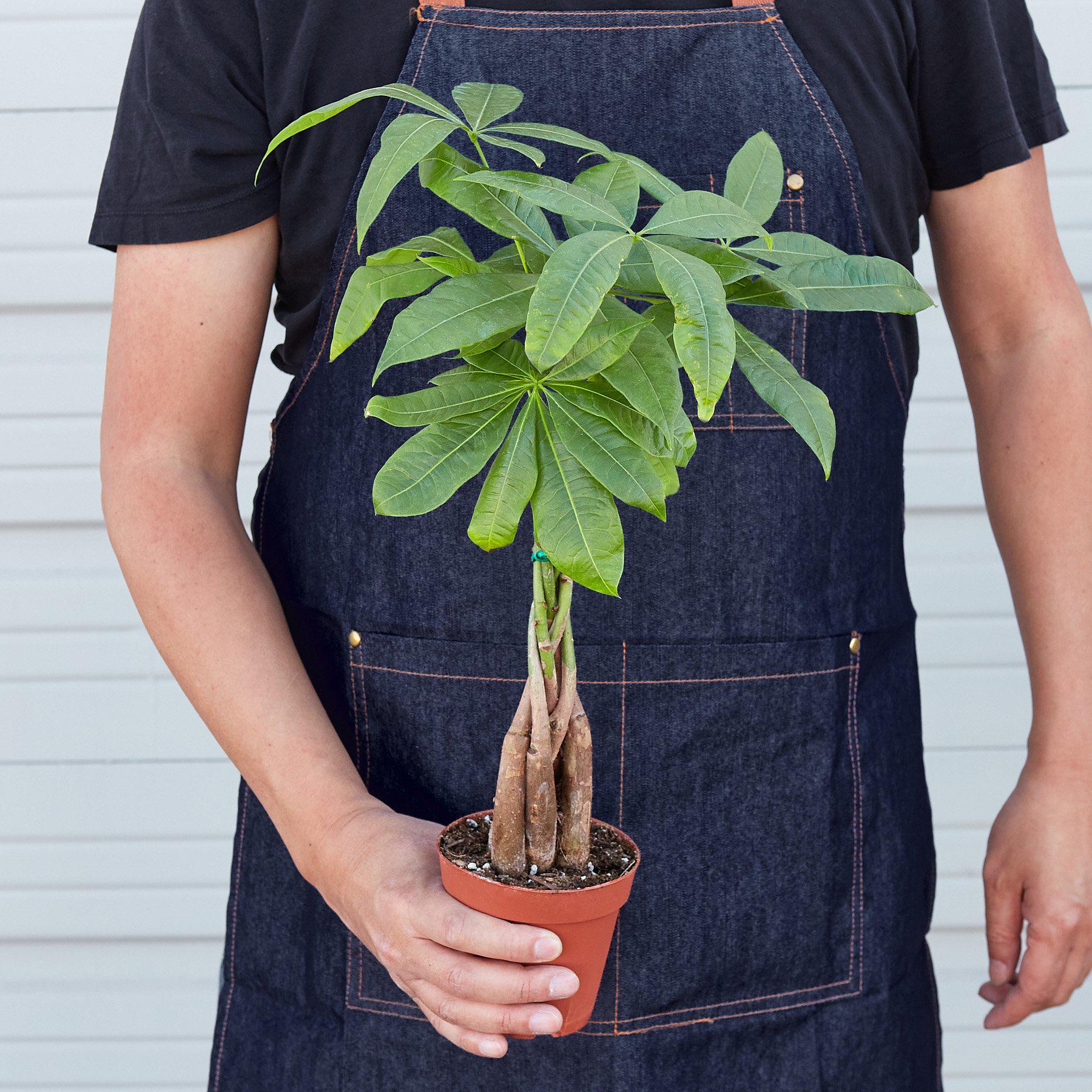 Braided Money Tree — Pachira Aquatica live plant