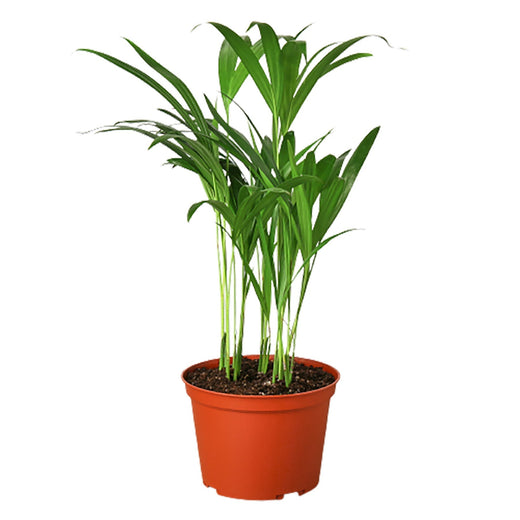 Areca Palm — 6-Inch Pot