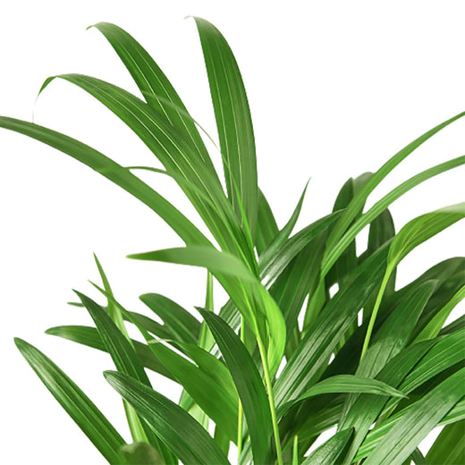 Areca Palm — 4-Inch Pot