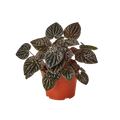 Peperomia 'Ripple Red' — 4-Inch Pot