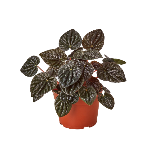 Peperomia 'Ripple Red' — 4-Inch Pot
