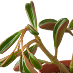 Peperomia 'Ruby Glow'