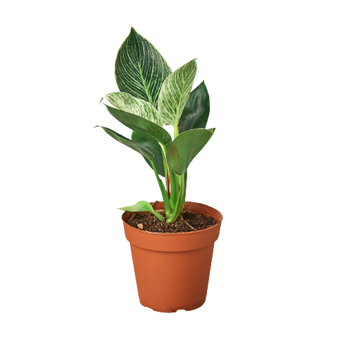 Philodendron Birkin — Pinstriped Houseplant live plant