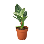 Philodendron Birkin — Pinstriped Houseplant live plant