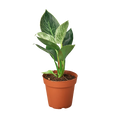 Philodendron 'Birkin' — 4-Inch Pot