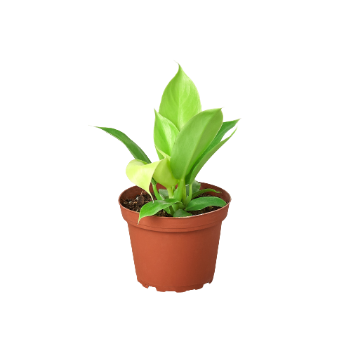 Philodendron 'Moonlight' — 6-Inch Pot