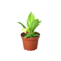 Philodendron 'Moonlight' — 4-Inch Pot