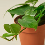 Heartleaf Philodendron live plant