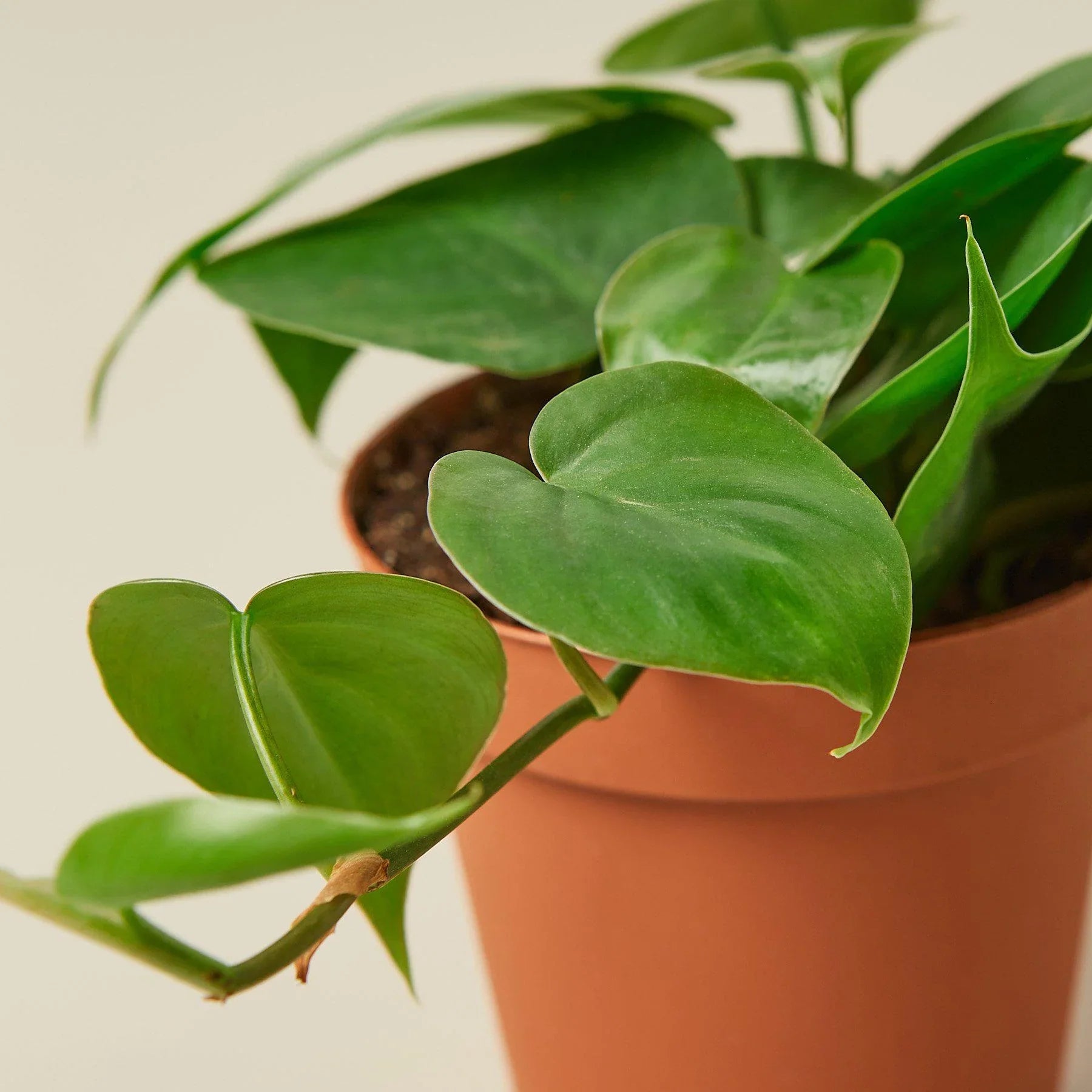 Heartleaf Philodendron live plant