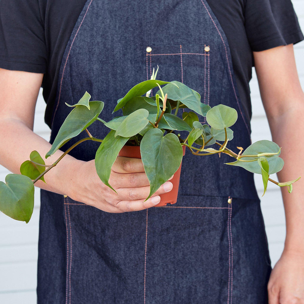 Heartleaf Philodendron live plant