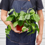 Heartleaf Philodendron live plant
