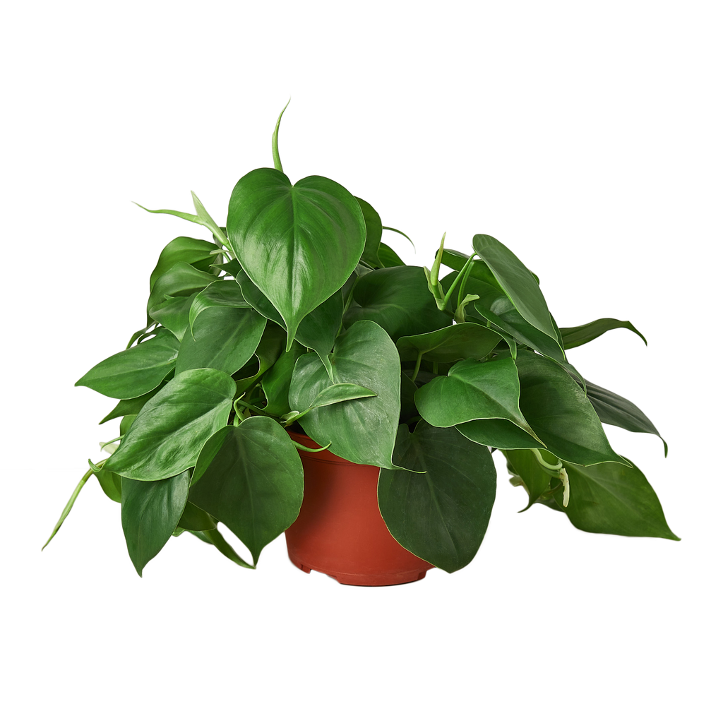 Heartleaf Philodendron live plant