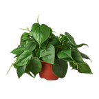 Heartleaf Philodendron live plant
